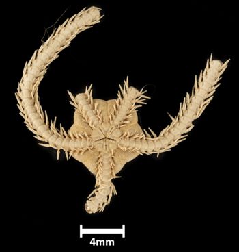 Media type: image;   Invertebrate Zoology OPH-4104 Description: Bottom up view of single ophiuroid specimen with a scale bar.;  Aspect: ventral
